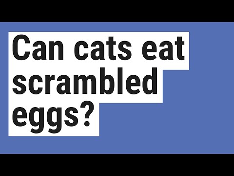 Can cats eat scrambled eggs? - YouTube
