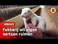 Nertsenfokkerij bang om brandhaard te worden  | Omroep Brabant