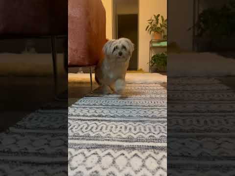 Mistletoe , an adoptable Maltipoo & Yorkshire Terrier Mix in Los Angeles, CA_image-1