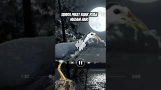 Download lagu Suara Pikat Ruak Ruak Malam Hari‼️#mp3ruakruak #shorts mp3