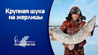 Крупная щука на жерлицу зимой