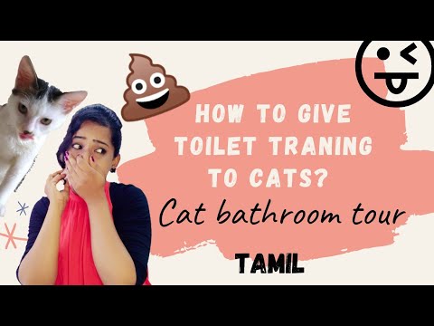 how to give toilet training to cats ? , Cat bathroom tour