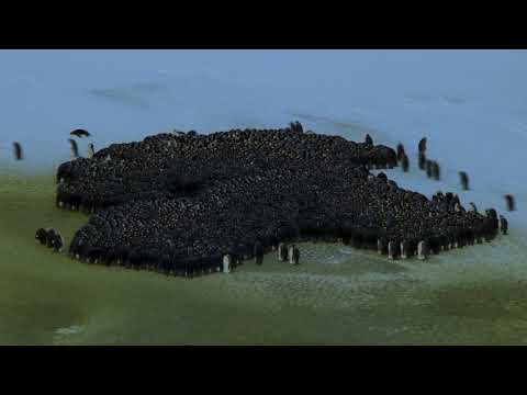 pingvinek  harc a hideg ellen