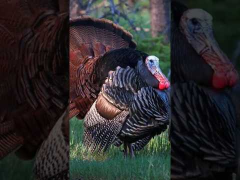 , title : 'Turkey 🦃 Bird classification'