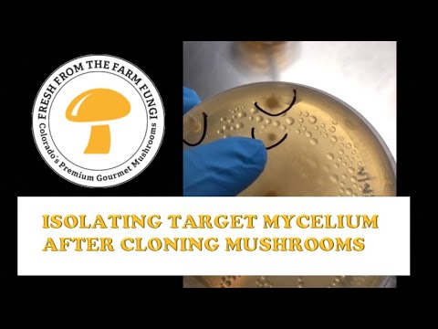 How to handle contamination after cloning porcini and shiitake mushrooms: isolating mycelium