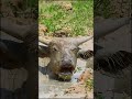 So Nice Baby BUFFALO EatingAD3 Shorts Sortvideo Buffalo Wildlife Animals Viralvideo Baby