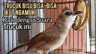 Download lagu Suara trucukan gacor Cuk cuk Keras NGEROL seperti ini KESUKAAN trucuk BISU bisa bisa ikut NGAMUK mp3 Download lagu Suara trucukan gacor Cuk cuk Keras NGEROL seperti ini KESUKAAN trucuk BISU bisa bisa ikut NGAMUK mp3