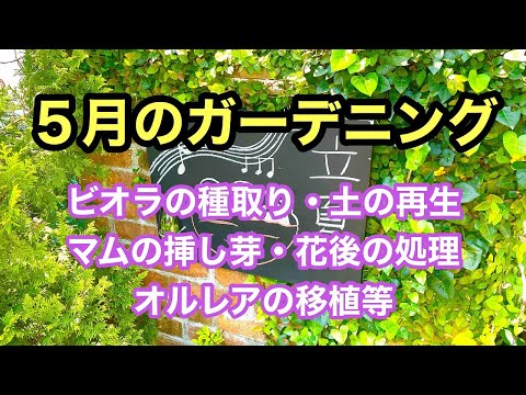 園芸 アミメアヤメ