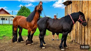 🐎🌸The mare from Delyatyn🛣️ has arrived in Dobrynya!💪