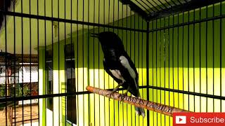 Download lagu PANCING EMOSI KACER SEBELUM LOMBA.!!!JILID II mp3