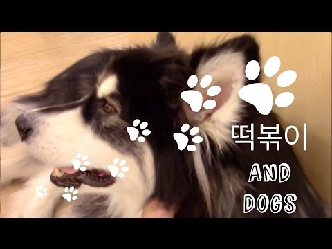 Vlog: 떡볶이, Dogs, and JJCC?
