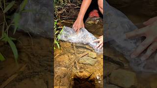 Download lagu Found a chana fish nest under plastic trash!!! #fishing #chana #haruan mp3