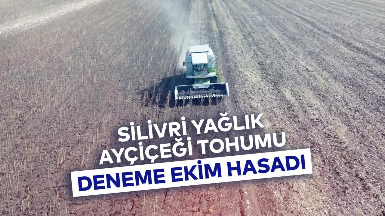 SİLİVRİ YAĞLIK AYÇİÇEĞİ TOHUMU DENEME EKİM HASADI