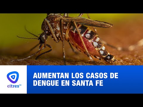 Aumentan los casos de dengue en Santa FE