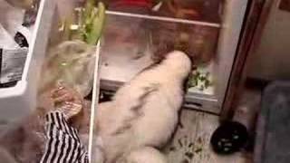 That said, I don't have any particular desire to go over to these people's messy, skunk-infested apartment any time soon.