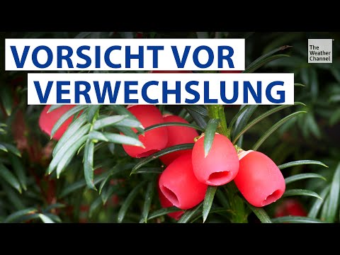 Beliebte Pflanze ist im Herbst besonders giftig!