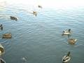 Fish And Ducks