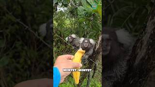 Download lagu These Monkeys Suddenly Appeared During My Vacation mp3 Download lagu These Monkeys Suddenly Appeared During My Vacation mp3