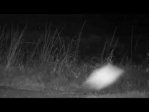 Djuma: White-tailed Mongoose spots Verreaux's Eagle Owl - 20:01 - 03/19/19