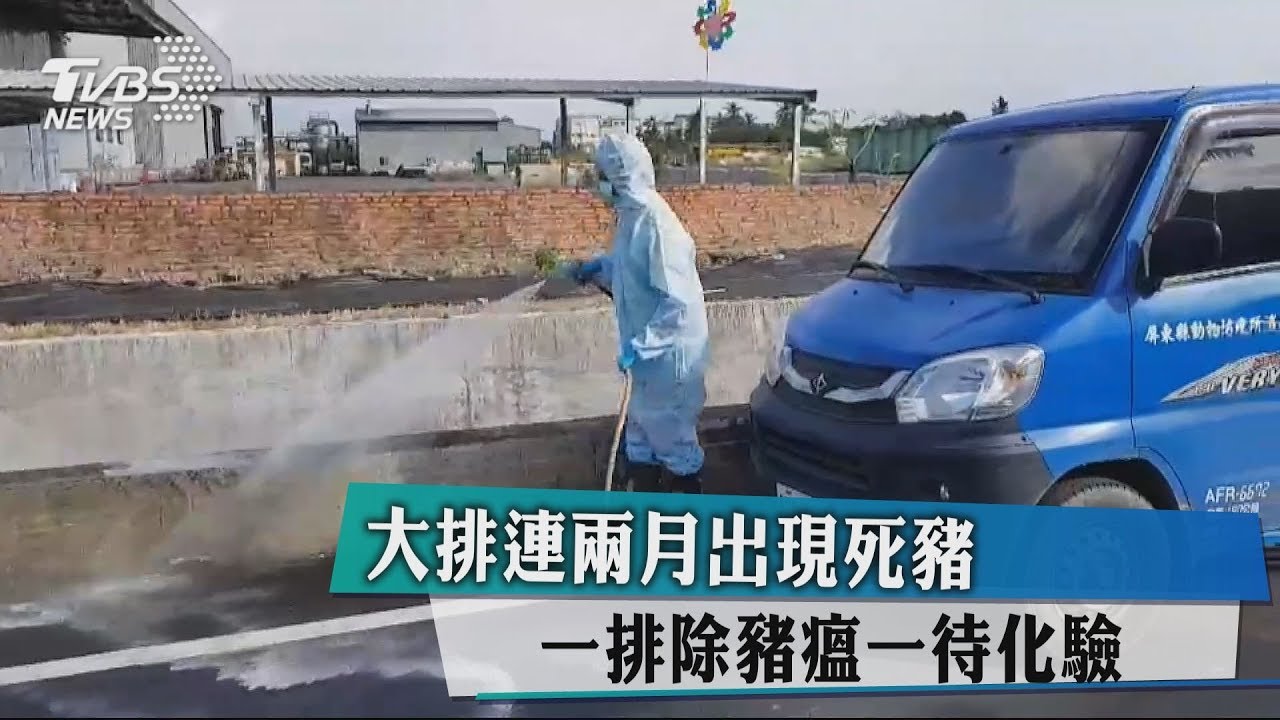 大排連兩月出現死豬　一排除豬瘟一待化驗　
