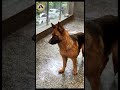 Rottweiler Buzee Nahi Chodta Apni Ball Shorts Namitaology Jeh Zoey
