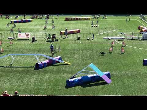 Minden on Daniel Walz’s agility course 😍