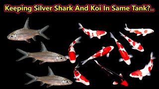 koi and silver shark இந்த இரண்டு மீனையும் ஒன்றாக போடலாமா? In same tank? / Fish Aquarium Tamil