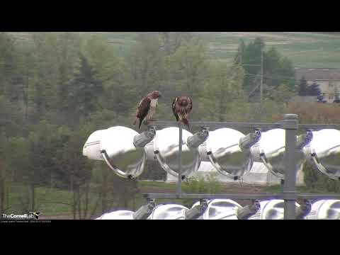Arthur Delivers Chipmunk To BR Atop Stadium Lights – May 17, 2018
