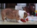 Welsh Corgi Pembroke dogs for sale: Joy - Video 1