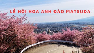 Ngắm 300 gốc hoa anh đào nở sớm tại Matsuda- Kanagawa