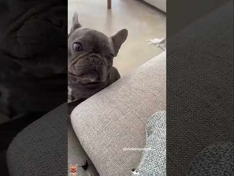 Funny and cute dogs compilation#funnydogs#cute#doglover#doglife#cure#dogshorts#pet#doglife