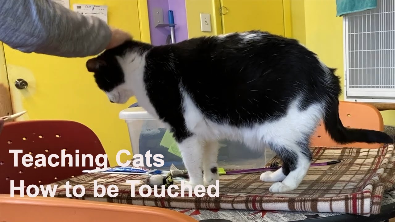Change how we think about cats