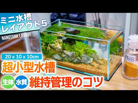 エビを水槽で飼う