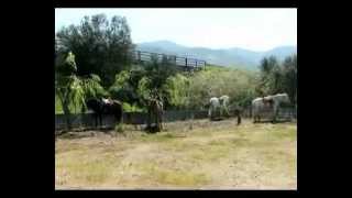 preview picture of video 'ruta a caballo zarza cabezabellosa'