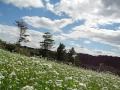 蕎麦の花・福島県西会津 【 岩瀬の清水そば・新潟県阿賀野市 】