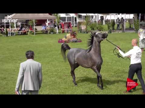 N.123 LILI PS - Ströhen 2017 Int B-Show - 3 Years Old Fillies (Class E)