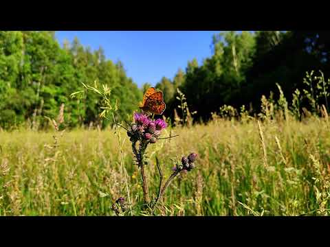 Łąka odgłosy natury | biały szum | dźwięki przyrody