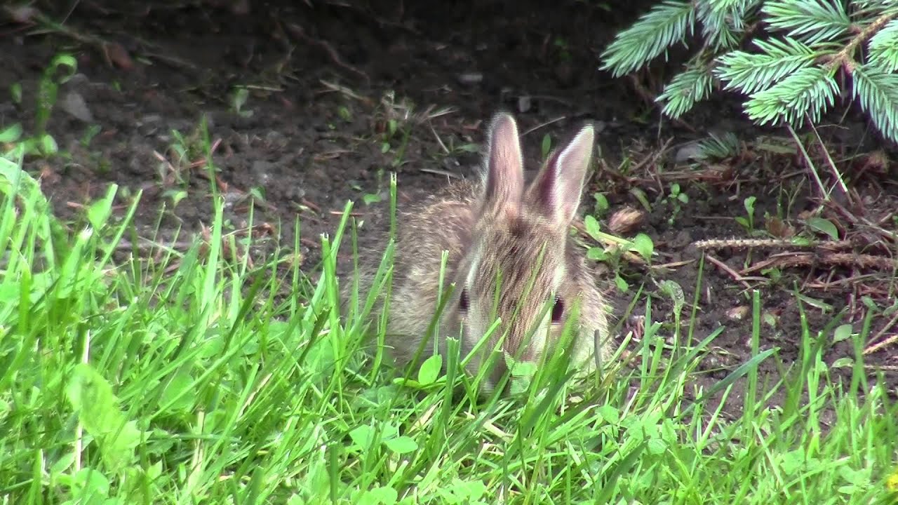 Stock Footage - A young rabbit munches on grass