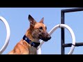 Dog Sports: Dog Diving and Fetch Competition