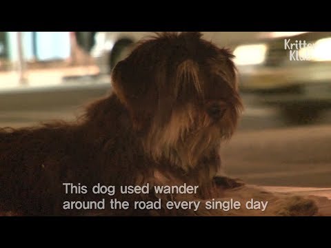Lost Dog's Reaction When He Found His Owner In 4 Months | Kritter Klub