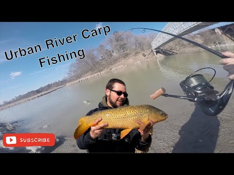 Urban River Carp Fishing Canada - Ice Out!