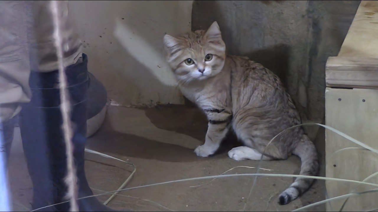 掃除する飼育員とスナネコ「キサク＆アミーラ」（埼玉県こども動物自然公園）Sand Cat & Zookeeper