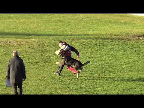 WUSV 2021 ESP 7 PIERRE LAMARIE & GRINGO JA NA KA C 96