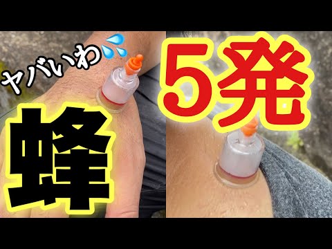 スズメバチに刺されたとき、または蜂に刺されたとき:最良の家庭療法 ライフスタイル