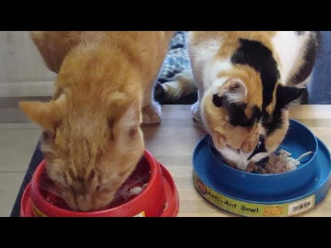 The Cat OverEat A CatFood