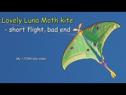 Lovely Luna Moth kite - short flight, bad end