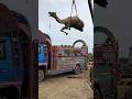 The Great Camel Truck Loading Escape
