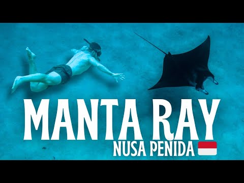Snorkeling with Manta Rays & Wild Dolphins in Nusa Penida Bali 🇮🇩 Indonesia Travel Vlog