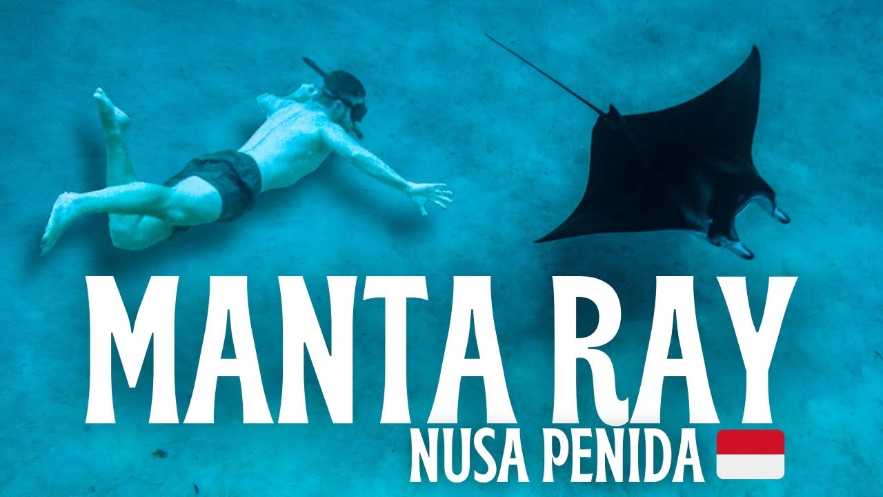 Experience the mesmerizing world of Manta Ray Snorkeling through this video.