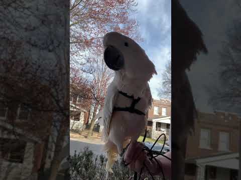 First day of Spring - Misha bird is outside for the first time in 2021!